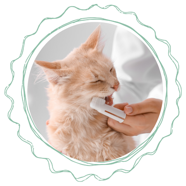 A person gently brushes a cat's teeth with a toothbrush