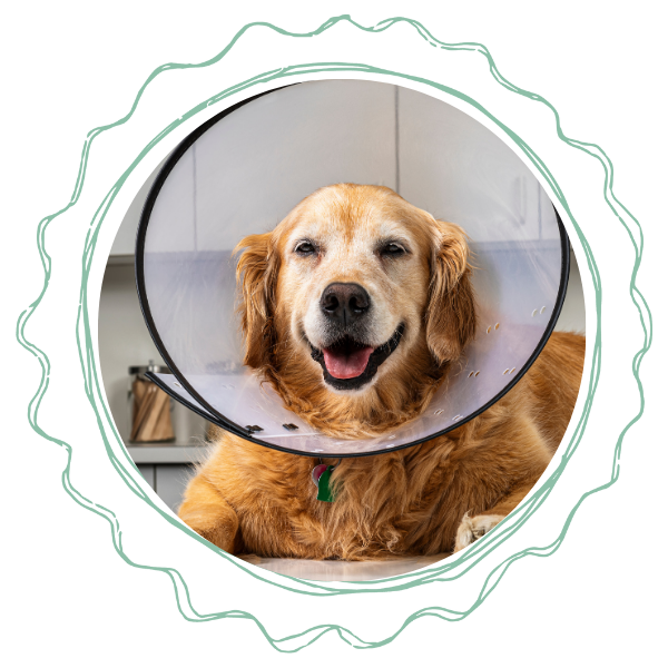 A golden retriever donning a cone around its neck