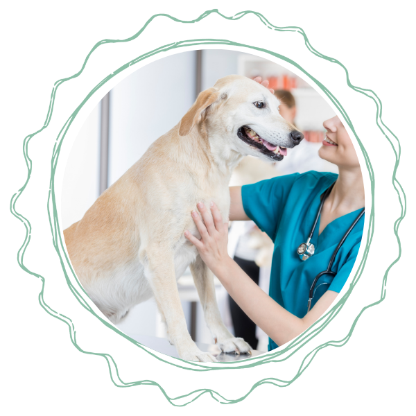 A vet in a blue shirt gently pets a dog