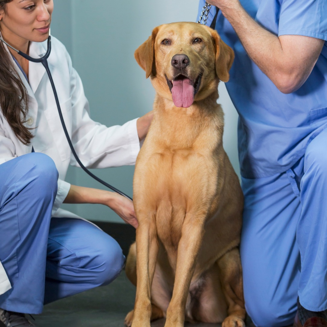 Two vets examining a dog