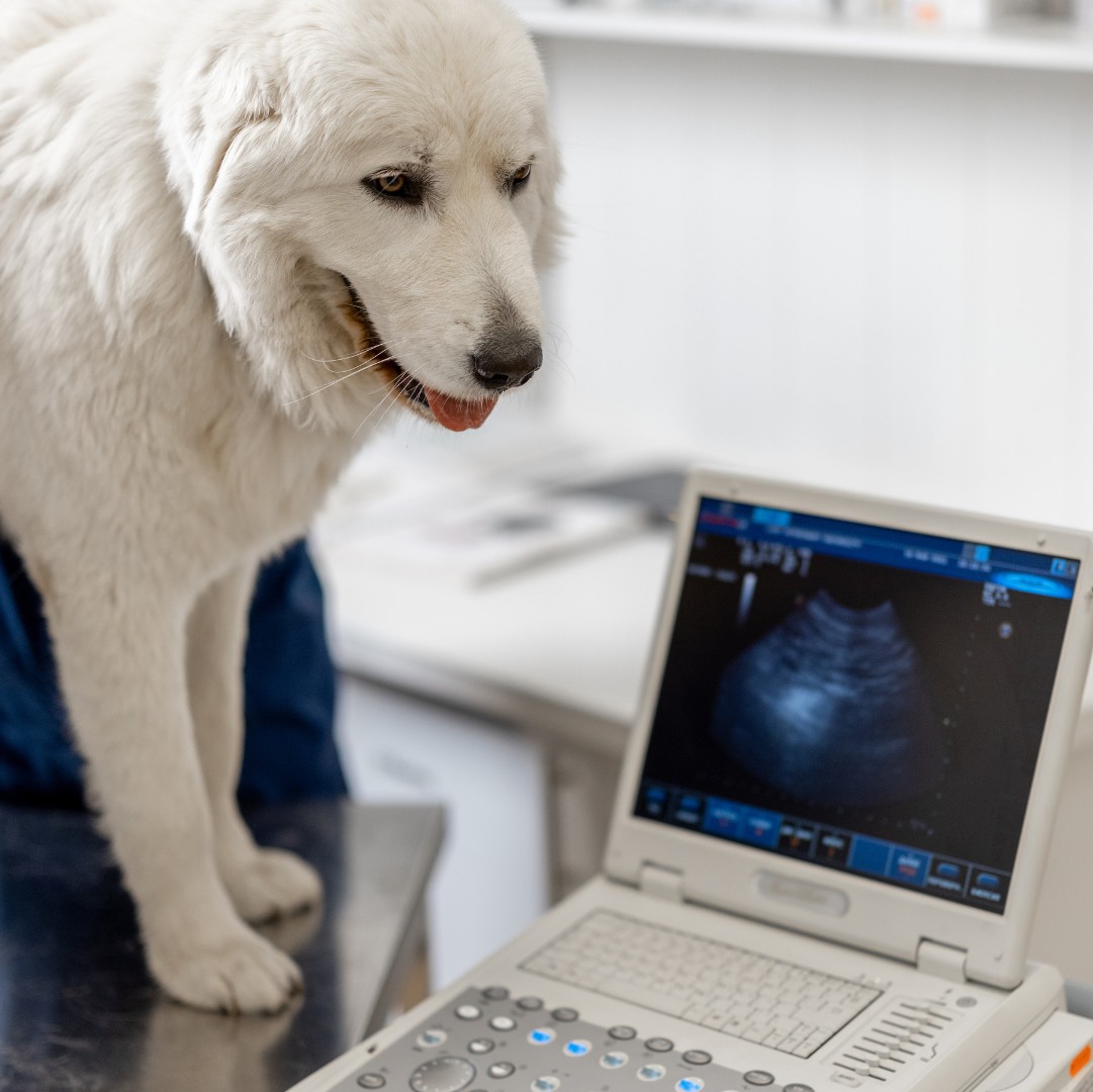Veterinarian Examining a Dog Using Ultrasound