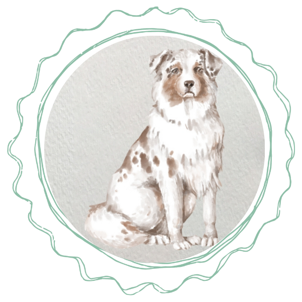 Watercolor Australian Shepherd Dog Watercolor Australian Shepherd Dog