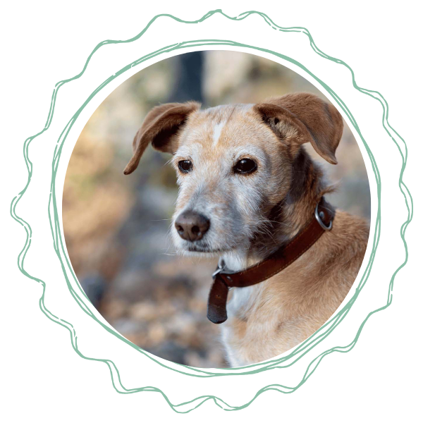 A dog with a collar sits inside a circular frame