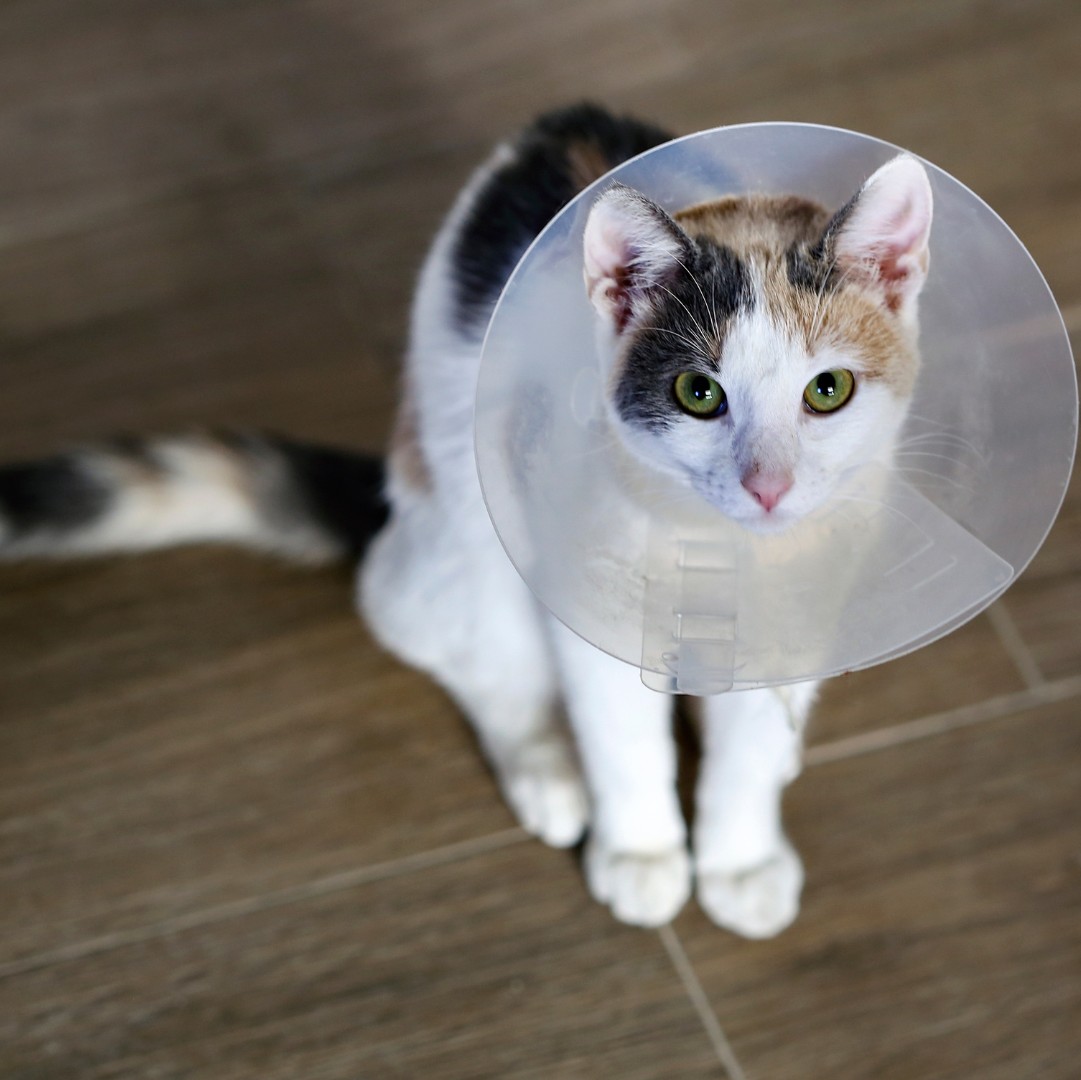 A cat wearing a cone on its head