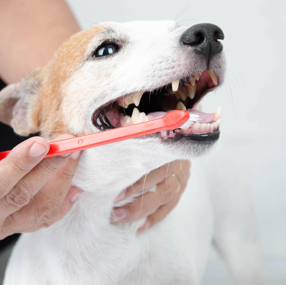 Dog receiving dental care with toothbrush