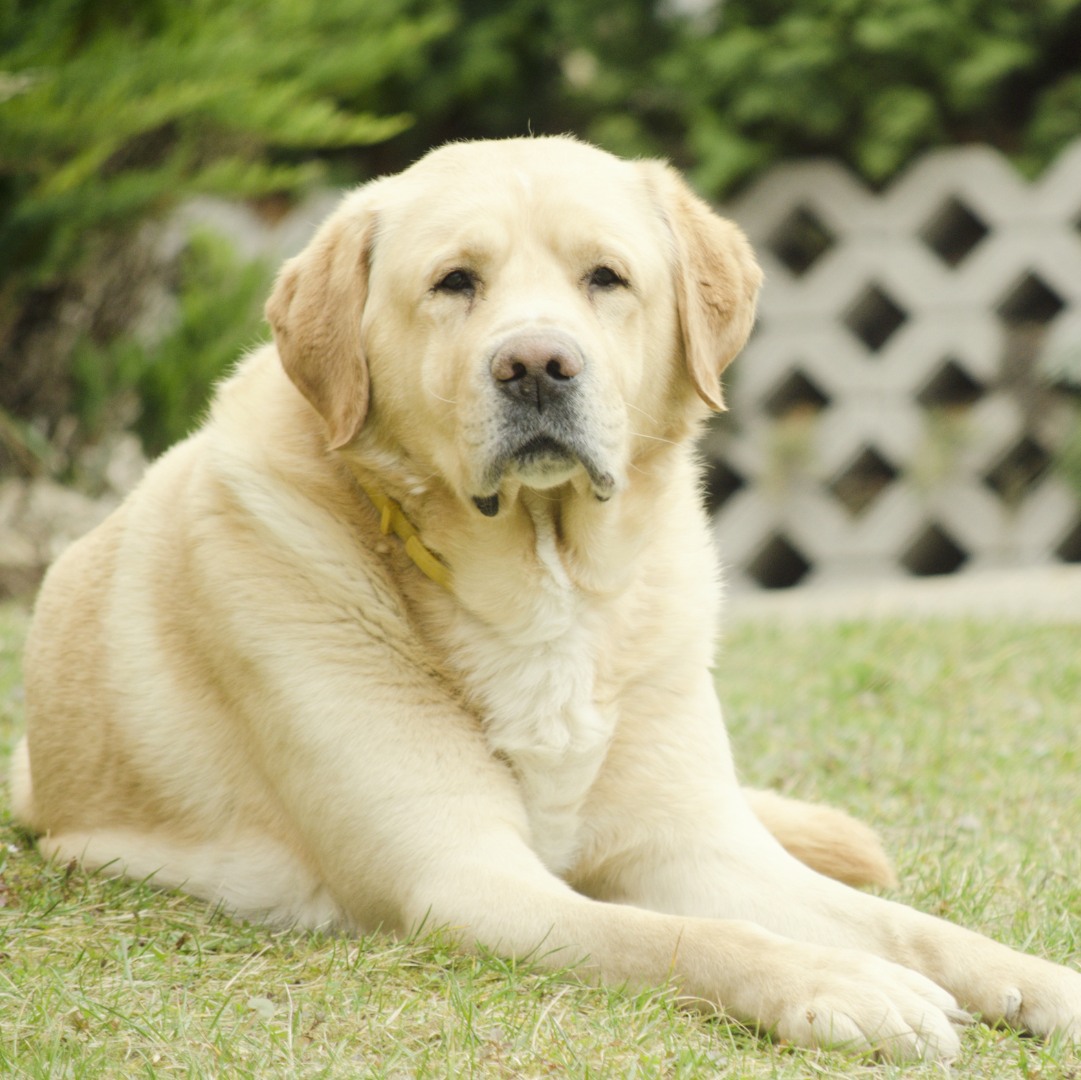 old dog in garden