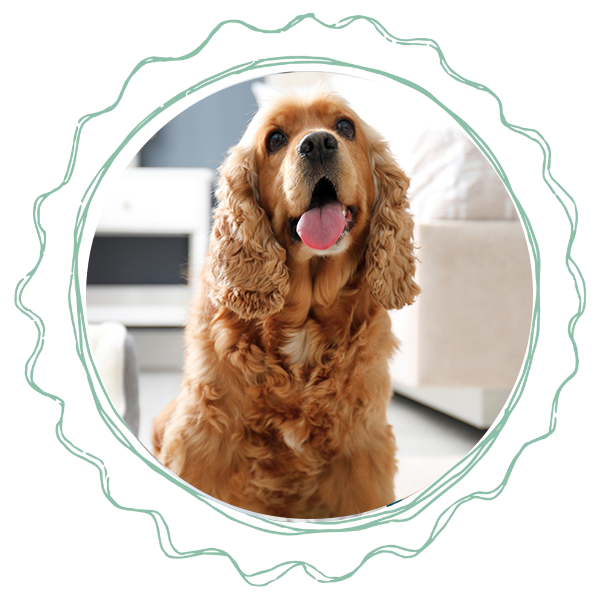 a dog sitting comfortably on carpeted floor