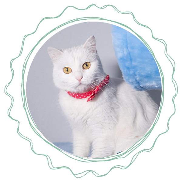 a white cat wearing a red dotted bow